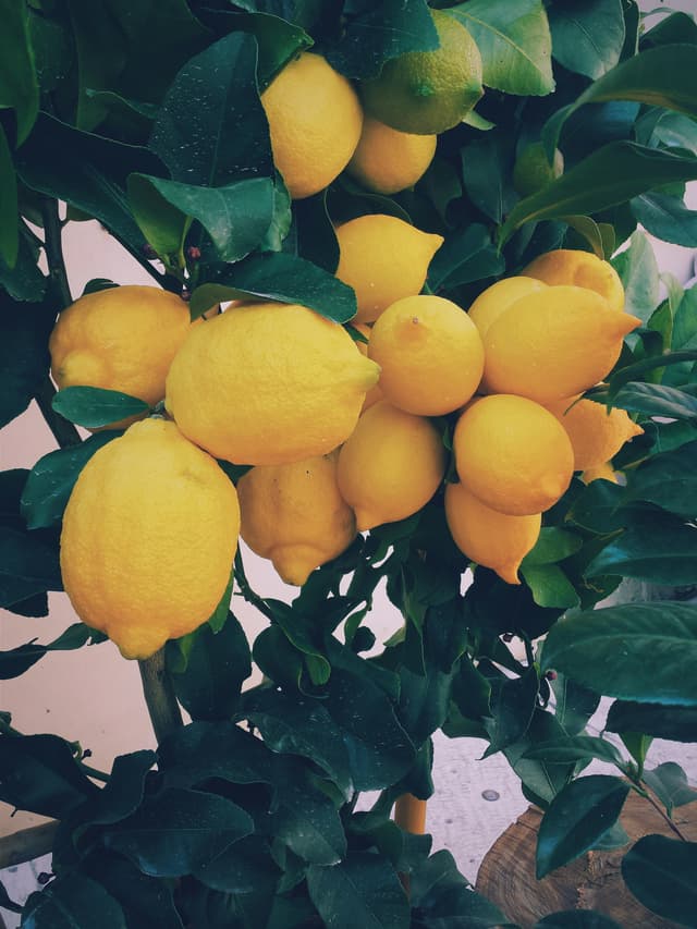 Learn how to grow any plants at home | True Root | Growing, Home Gardening & Sustainable Farming | Plant Database & Wiki