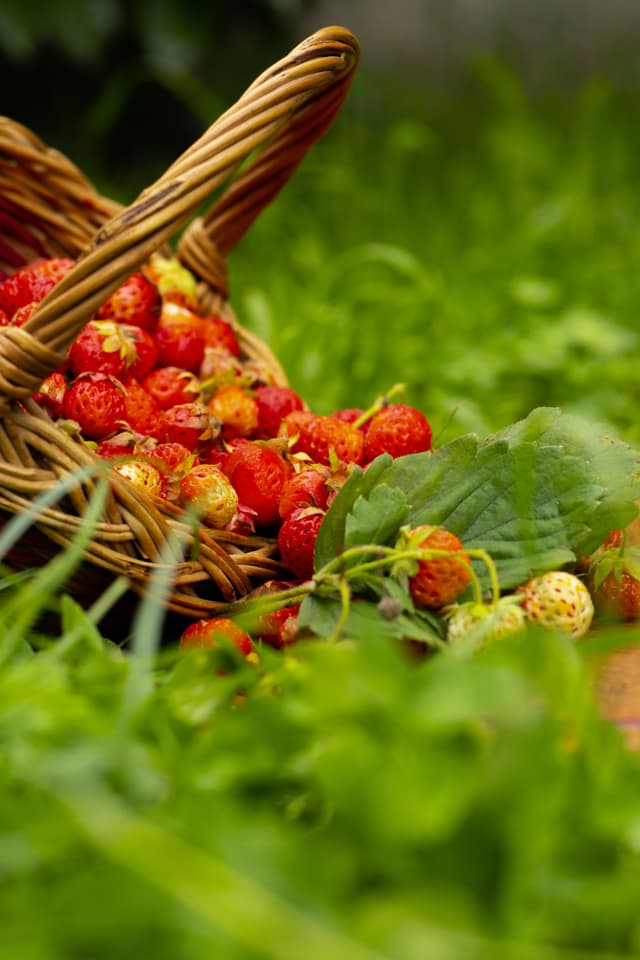 Learn how to grow any plants at home | True Root | Growing, Home Gardening & Sustainable Farming | Plant Database & Wiki