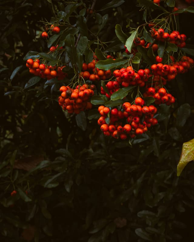 Learn how to grow any plants at home | True Root | Growing, Home Gardening & Sustainable Farming | Plant Database & Wiki