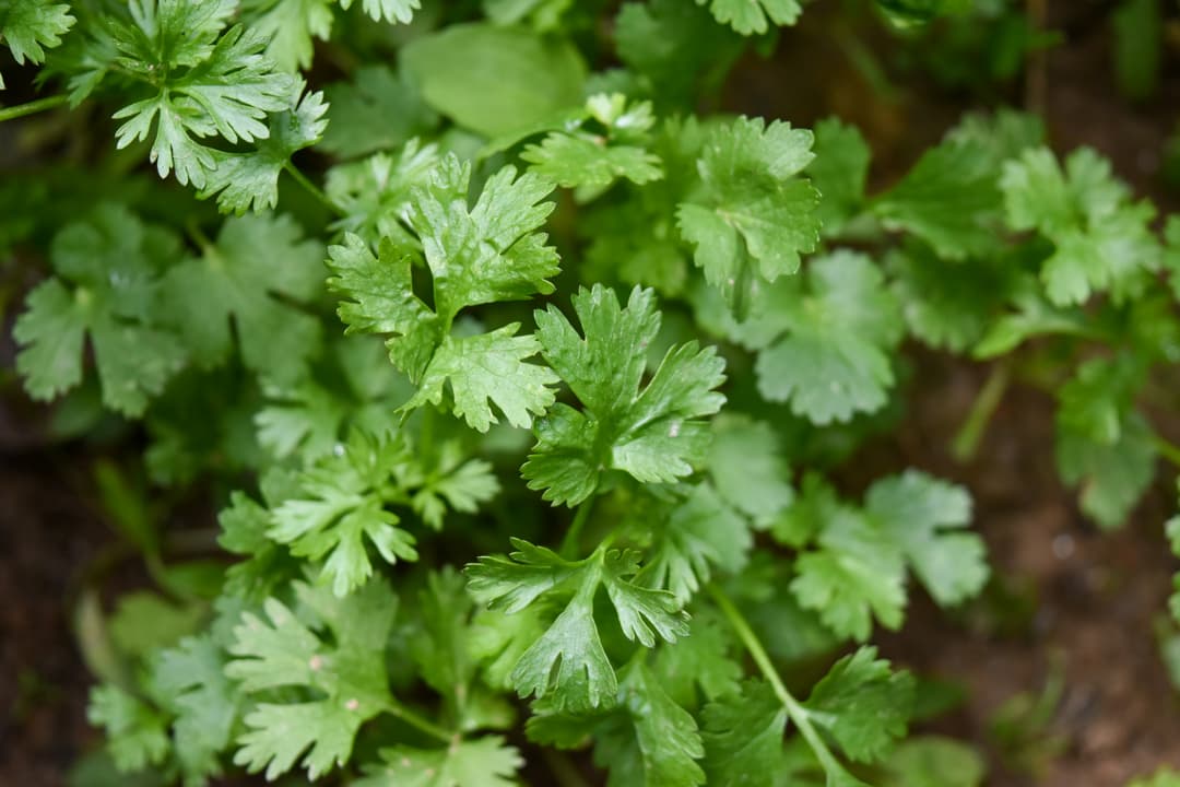 How to Grow Coriander (Cilantro) at Home: Easy Organic Tips for Beginners - True Root