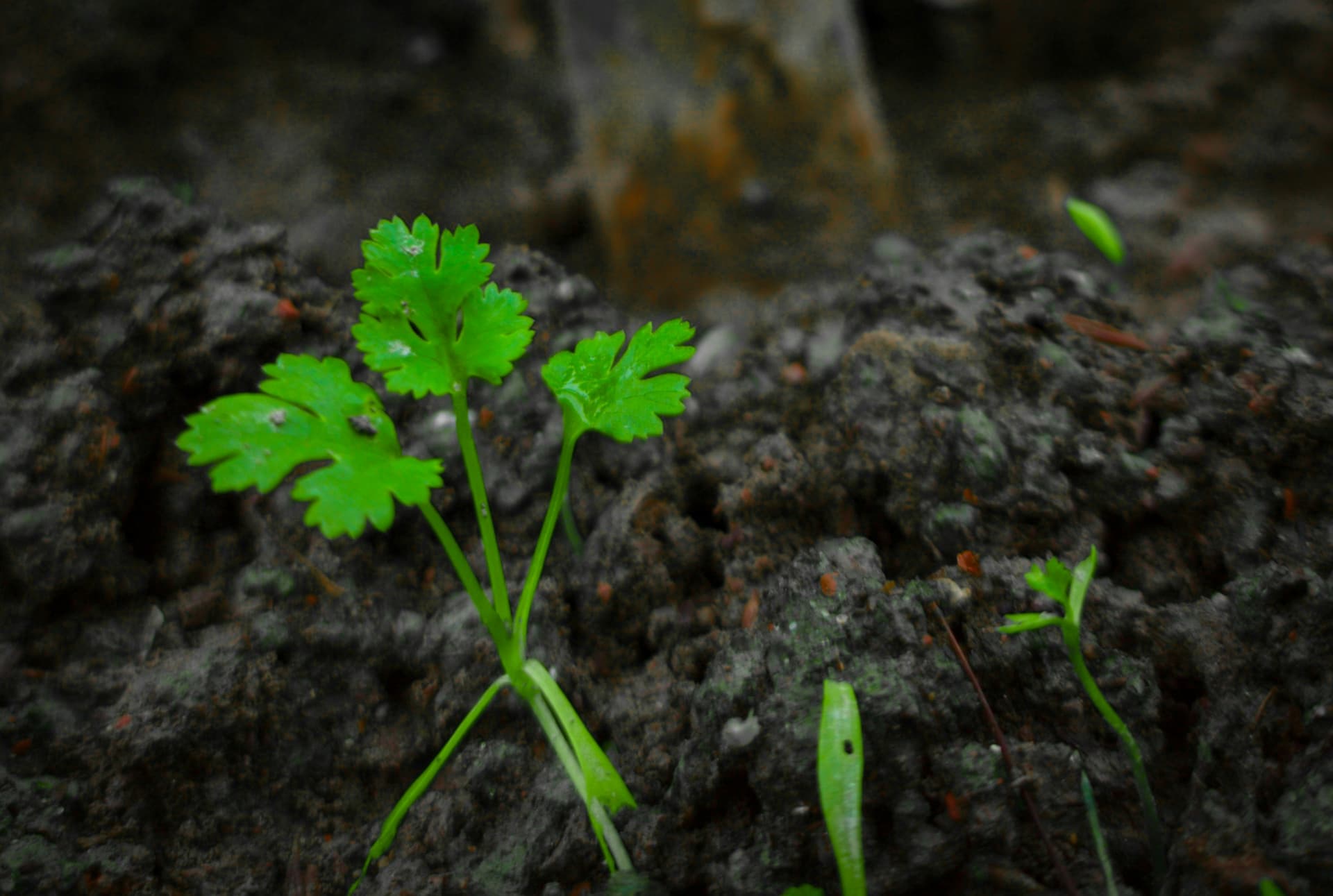 How to Grow Coriander (Cilantro) at Home: Easy Organic Tips for Beginners - True Root