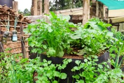 How to Grow Coriander (Cilantro) at Home: Easy Organic Tips for Beginners - True Root