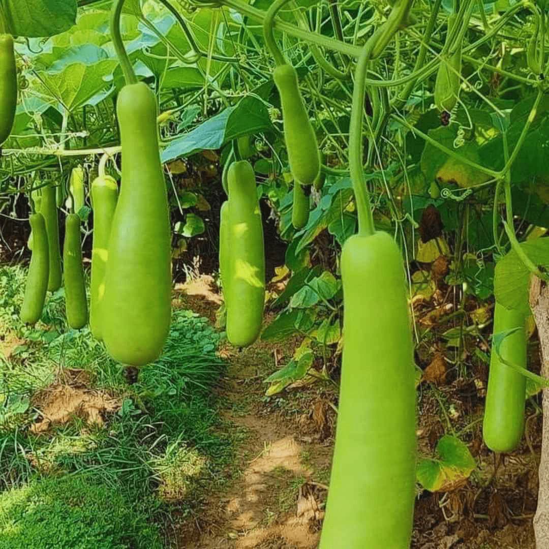 How to Grow Tomatoes: Complete Guide for Home, Garden, & Large-Scale Farming | Health Benefits & Uses - True Root