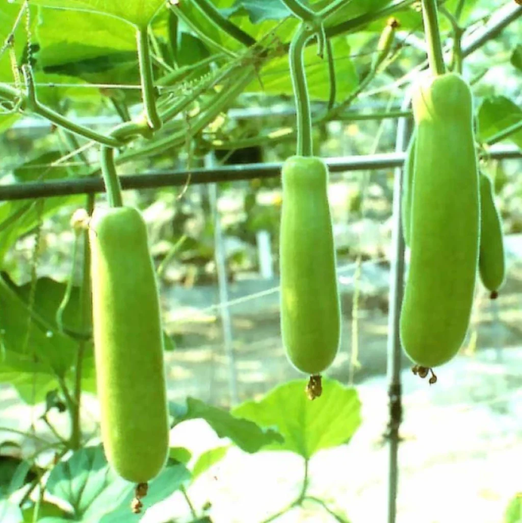 How to Grow Tomatoes: Complete Guide for Home, Garden, & Large-Scale Farming | Health Benefits & Uses - True Root