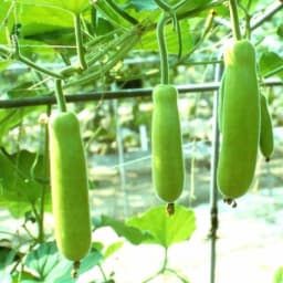 How to Grow Tomatoes: Complete Guide for Home, Garden, & Large-Scale Farming | Health Benefits & Uses - True Root
