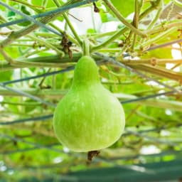 How to Grow Tomatoes: Complete Guide for Home, Garden, & Large-Scale Farming | Health Benefits & Uses - True Root