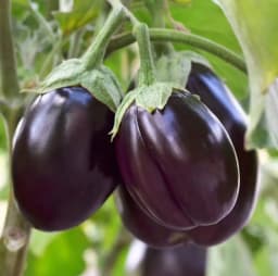 How to Grow Brinjals: Complete Guide & Care for Indian Gardens