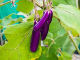How to Grow Brinjals (बैंगन) at Home in India: Complete Guide - True Root