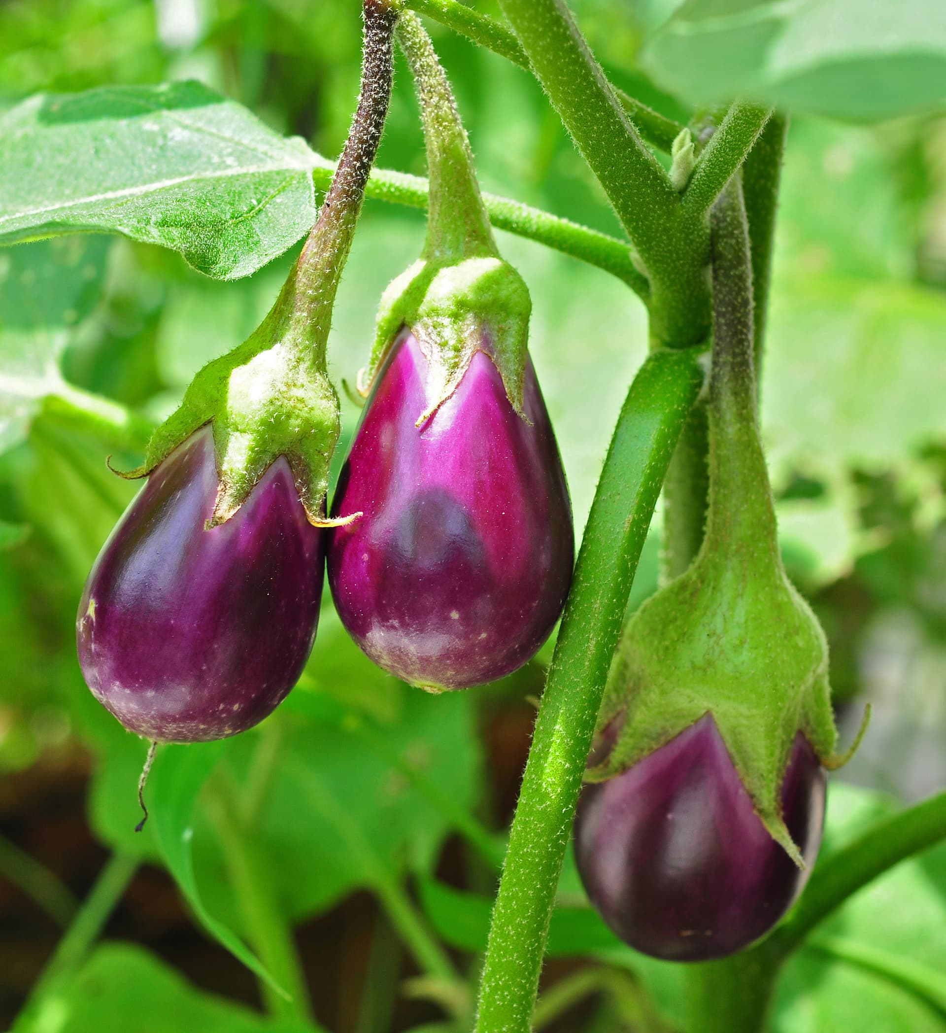 How to Grow Brinjals (बैंगन) at Home in India: Complete Guide - True Root
