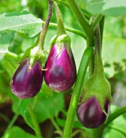 How to Grow Brinjals (बैंगन) at Home in India: Complete Guide - True Root
