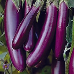 How to Grow Brinjals (बैंगन) at Home in India: Complete Guide - True Root