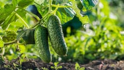 How to Grow Cucumbers: Complete Guide for Home, Garden, & Large-Scale Farming | Health Benefits & Uses - True Root