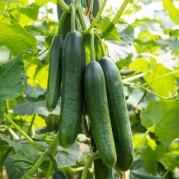 How to Grow Cucumbers: Complete Guide & Care - True Root