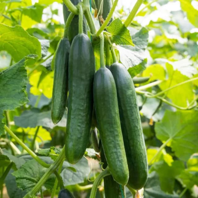 How to Grow Cucumbers: Complete Guide & Care - True Root