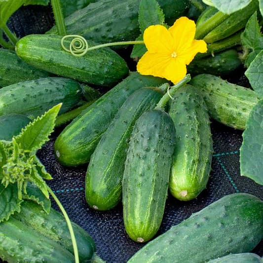 How to Grow Cucumbers: Complete Guide for Home, Garden, & Large-Scale Farming | Health Benefits & Uses - True Root