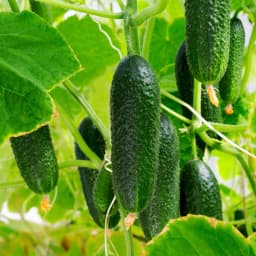 How to Grow Cucumbers: Complete Guide for Home, Garden, & Large-Scale Farming | Health Benefits & Uses - True Root