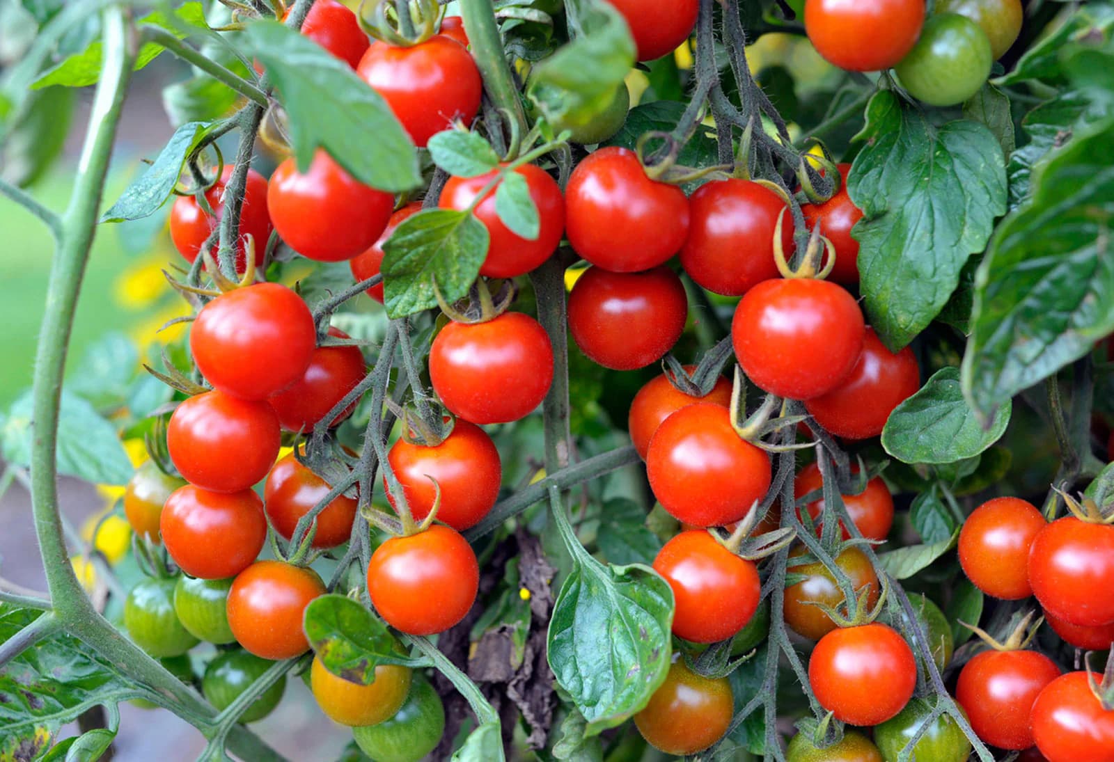 How to Grow Tomatoes: Complete Guide for Home, Garden, & Large-Scale Farming | Health Benefits & Uses - True Root