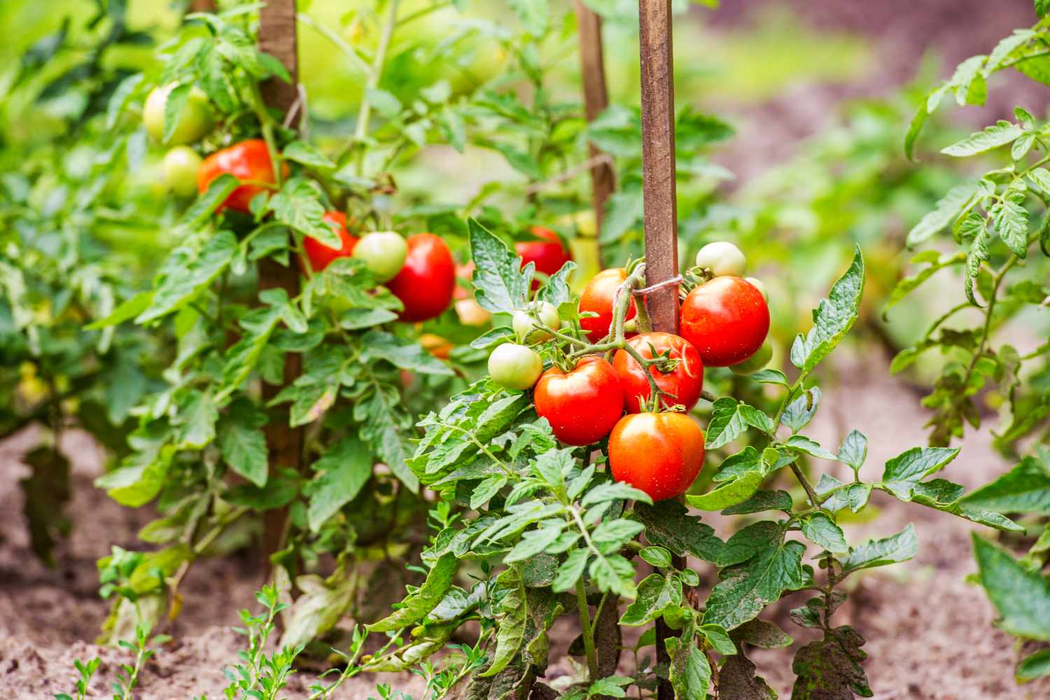 How to Grow Tomatoes: Complete Guide for Home, Garden, & Large-Scale Farming | Health Benefits & Uses - True Root