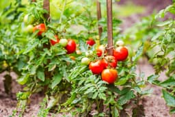 How to Grow Tomatoes: Complete Guide for Home, Garden, & Large-Scale Farming | Health Benefits & Uses - True Root