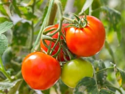How to Grow Tomatoes: Complete Guide & Care - True Root