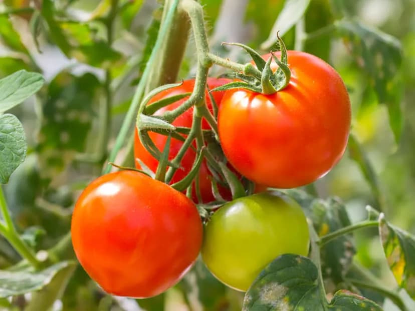 How to Grow Tomatoes: Complete Guide & Care - True Root