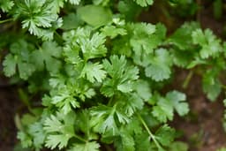 How to Grow Coriander (Cilantro) at Home: Easy Organic Tips for Beginners - True Root How to Grow Coriander (Cilantro) at Home: Easy Organic Tips for Beginners - True Root
